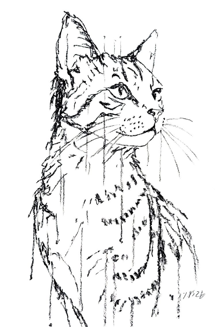 Eventkurse in der Art Factory ncstreetsart Skizze einer Katze mit aufmerksamen Augen und feinen, detaillierten Linien.